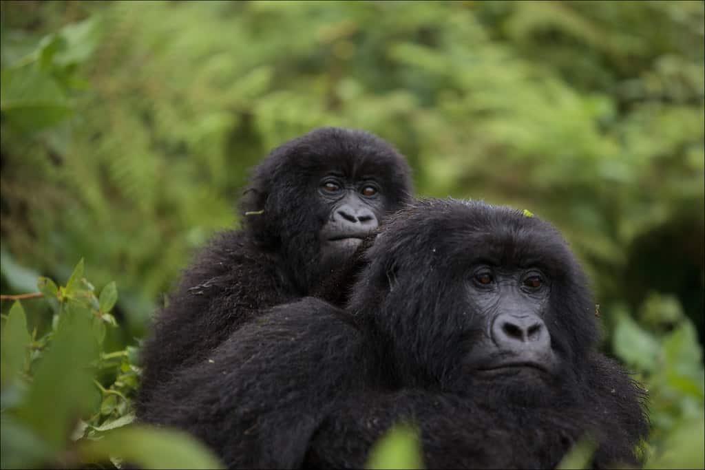 gorillas in rwanda