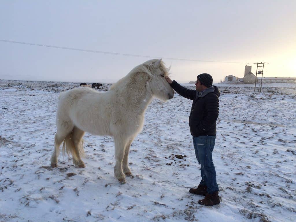 Icelandic Horse