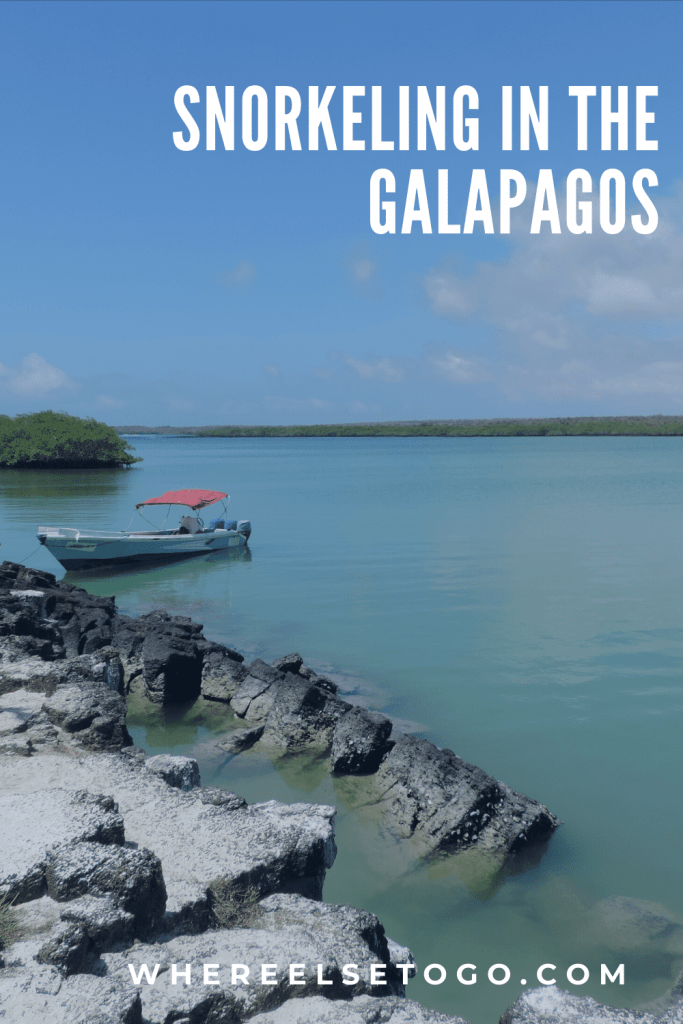 You might think that getting to the Galapagos Islands is too great of a challenge and so have put off visiting the islands because of the travel time involved and some of the tourism restrictions. However, it’s an amazing experience to see the animals up close. #snorkeling #galapagos #beaches #whereelsetogo #islands #ecuador#southamerica